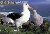 Black-browed Albatross s66-2-004 by photographer Kevin Schafer